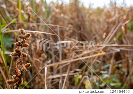 Selective focus on the cocklebur seed pod of a Xanthium plant in the fall. 124564403
