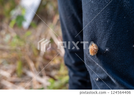 cocklebur seed pod attached to clothing of an outdoor hiker cocklebur seed pod attached to clothing of an outdoor hiker 124564406