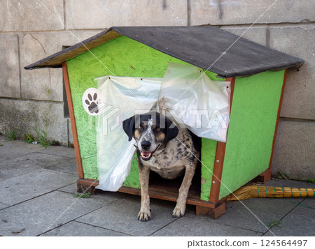 Dog in a kennel on a city street. Help and care for street animals. The dog looks out of the little house. Housing for animals. 124564497