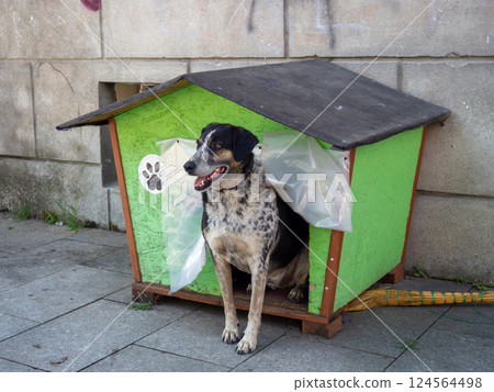 Dog in a kennel on a city street. Help and care for street animals. The dog looks out of the little house. Housing for animals. Dog in a kennel on a city street. Help and care for street animals. The dog looks out of the little house. Housing for animals. 124564498