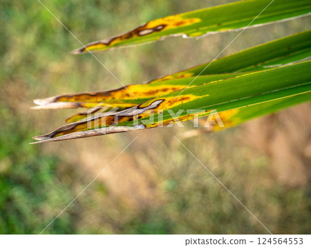 Yellowed tips of palm leaves. Sick leaves. Aging foliage of a tropical tree. Yellowed tips of palm leaves. Sick leaves. Aging foliage of a tropical tree. 124564553