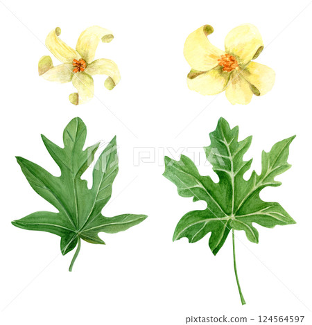 Papaya leaf and white flowers watercolor illustration set isolated on white. Hand drawn tropical nature design element, sketch style. Botanical clipart perfect for cards, posters, decor, eco design 124564597