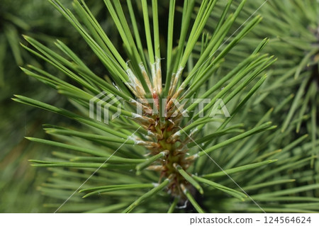 Detailed View of Sharp Green Pine Needles 124564624