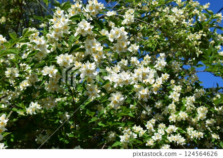 Lush Garden with Blooming White Jasmine Flowers 124564626