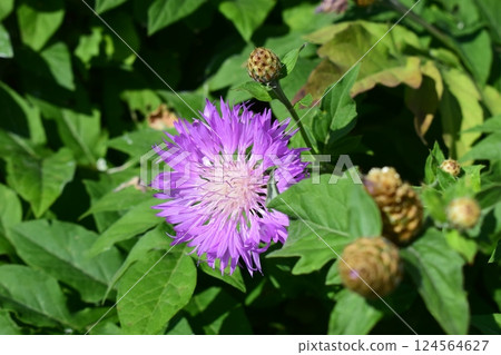 Close-Up of Blooming Cornflower in Green Foliage 124564627