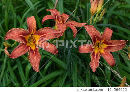 Vivid Orange Lilies with Yellow Centers and Raindrops Vivid Orange Lilies with Yellow Centers and Raindrops 124564653