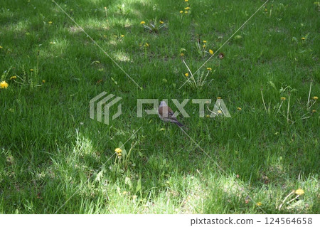 Fieldfare Turdus pilaris on Green Grass Fieldfare Turdus pilaris on Green Grass 124564658
