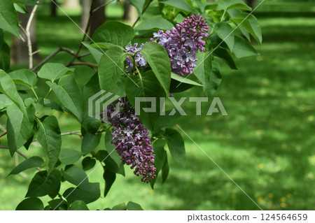 A branch of lilac flowers with lush green leaves. A branch of lilac flowers with lush green leaves. 124564659