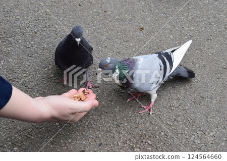 A hand is feeding two pigeons on a paved surface. 124564660