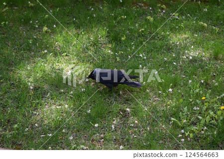 Elegant Jackdaw Walking in Natural Setting Elegant Jackdaw Walking in Natural Setting 124564663