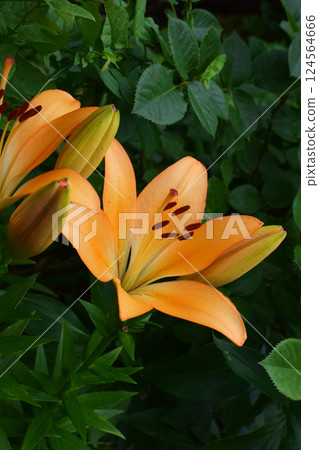 Orange Lily Flower Highlighted Against Dark Soil 124564666