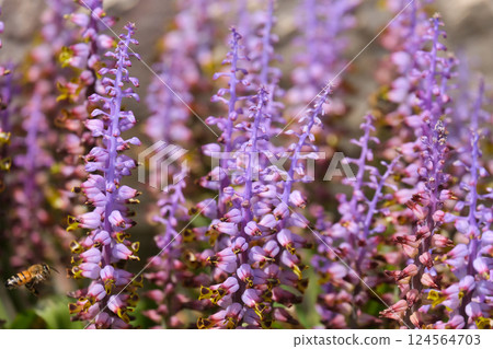 Blossom Soldier Boys or Cowslip (lat.- Lachenalia mutabilis) Blossom Soldier Boys or Cowslip (lat.- Lachenalia mutabilis) 124564703