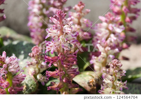 Blossom Soldier Boys or Cowslip (lat.- Lachenalia kliprandensis) 124564704