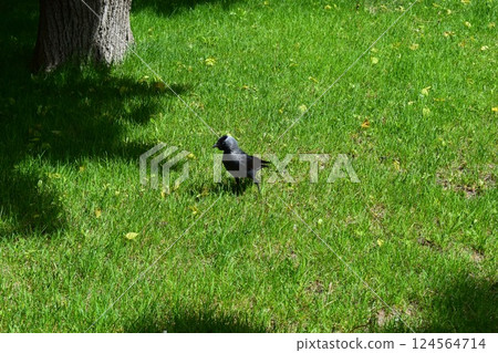 Jackdaw Strolling on Vibrant Green Grass Jackdaw Strolling on Vibrant Green Grass 124564714