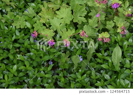A lush patch of greenery with a mix of plants. Thriving Flora with Bright Purple Accents A lush patch of greenery with a mix of plants. Thriving Flora with Bright Purple Accents 124564715