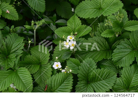 Green leaves of wild strawberries (Fragaria) with some small white flowers standing out among the dense foliage. Serrated Leaves and White Blooms Green leaves of wild strawberries (Fragaria) with some small white flowers standing out among the dense foliage. Serrated Leaves and White Blooms 124564717