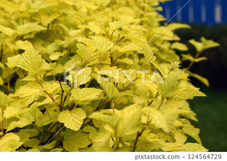 Bright Yellow Foliage with Faded Blue Fence Bright Yellow Foliage with Faded Blue Fence 124564729