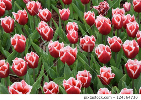 A vibrant field of red tulips with white edges, set against green leaves. Lush Green and Vibrant Blooms A vibrant field of red tulips with white edges, set against green leaves. Lush Green and Vibrant Blooms 124564730