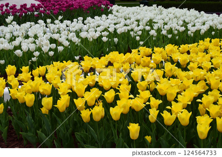 A garden with rows of tulips of different colors. Colorful Floral Display 124564733