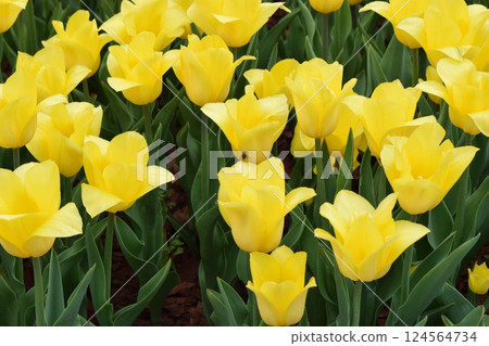A field densely populated with yellow tulips, all blooming in harmony. Vibrant Yellow Bloom A field densely populated with yellow tulips, all blooming in harmony. Vibrant Yellow Bloom 124564734