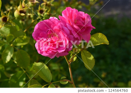 Two vibrant pink roses in full bloom, set against a backdrop of green leaves. Vibrant Blooms in Green Garden Two vibrant pink roses in full bloom, set against a backdrop of green leaves. Vibrant Blooms in Green Garden 124564760