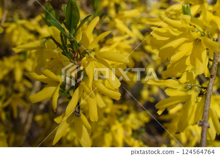 Forsythia flowers in sunny day. Nature soft selective focus blurred background 124564764
