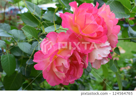 A group of roses in vivid shades of pink and orange. Vivid Pink and Orange Roses 124564765