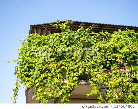 Dwellings in the south. The apartment is on the second floor. Self-contained dwelling. Roof life. Dwellings in the south. The apartment is on the second floor. Self-contained dwelling. Roof life. 124564803
