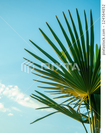 Brahea edulis. Palm leaves against the sky. Background from plants. Tropical concept. Sharp palm leaves. 124564852