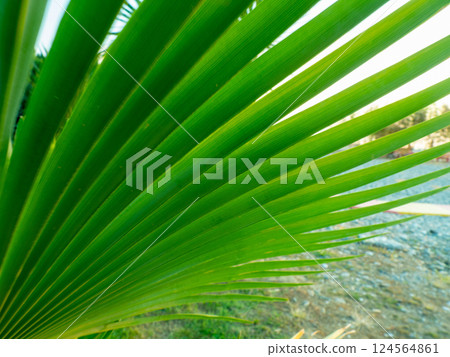 Brahea edulis. Palm leaves against the sky. Background from plants. Tropical concept. Sharp palm leaves. 124564861