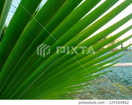 Brahea edulis. Palm leaves against the sky. Background from plants. Tropical concept. Sharp palm leaves. Rest in the south. 124564862