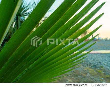Brahea edulis. Palm leaves against the sky. Background from plants. Tropical concept. Sharp palm leaves. Rest in the south. 124564863