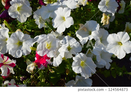 A cluster of vibrant flowers, predominantly featuring white petunias with a few pink and red ones interspersed. Colorful Petunia Cluster in Full Bloom A cluster of vibrant flowers, predominantly featuring white petunias with a few pink and red ones interspersed. Colorful Petunia Cluster in Full Bloom 124564873