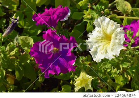 Bright and Beautiful Petunias in Landscaped Area Bright and Beautiful Petunias in Landscaped Area 124564874