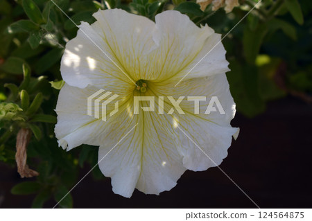 A white flower with wide, soft petals, a petunia, surrounded by green leaves. White Petunia Among Green Leaves 124564875