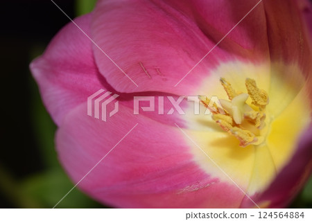 A macro photograph of the interior of a flower, a tulip. Purple-Hued Tulip Interior 124564884