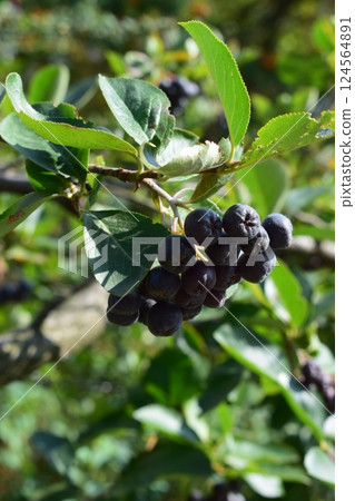 Blackcurrant Rowan with Green Leaves and Red Stems 124564891