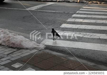 crow 124565031
