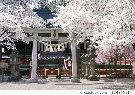 Cherry blossoms bloom at Serada Toshogu Shrine in Ota City (April 12, 2012) Sakura Techo: Spring in Serada, with pale pink blossoms Cherry blossoms bloom at Serada Toshogu Shrine in Ota City (April 12, 2012) Sakura Techo: Spring in Serada, with pale pink blossoms 124565114