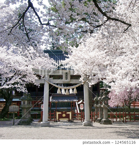 世良田東照宮的櫻花盛開（2012年4月12日） 大田市縣道18號沿線的櫻花手帳 淡粉色 124565116