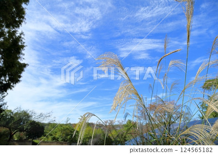 潘帕斯草花穗,秋七草,背景,秋天的天空 潘帕斯草花穗,秋七草,背景,秋天的天空 124565182