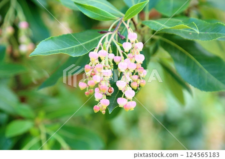 可愛的草莓花 可愛的草莓花 124565183