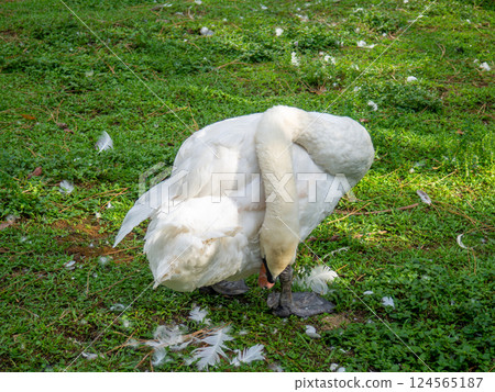 Lubrication of feathers with fat. Swan cleans feathers in the park on the grass. Bird corner in the park. Batumi garden. 124565187
