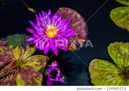 Water lily 124565213