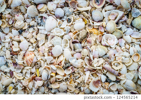 Seashells background 124565214