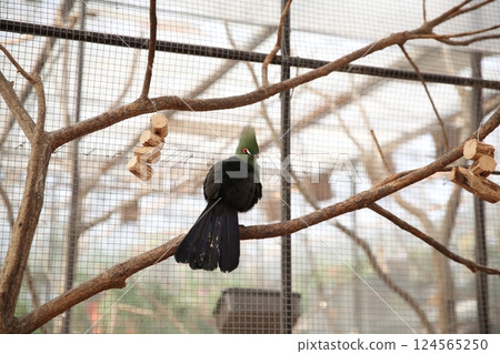 A turaco with long tail feathers A turaco with long tail feathers 124565250