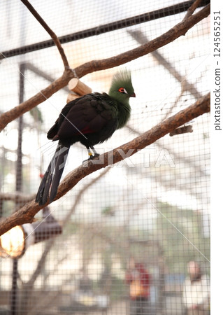 蕉鵑的腿相對於身體比較細。 蕉鵑的腿相對於身體比較細。 124565251