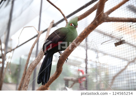 Punk make-up of a turaco 124565254