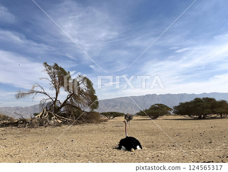 African ostrich (lat. - Struthio camelus) in the Yotvata Hai-Bar Nature Reserve African ostrich (lat. - Struthio camelus) in the Yotvata Hai-Bar Nature Reserve 124565317