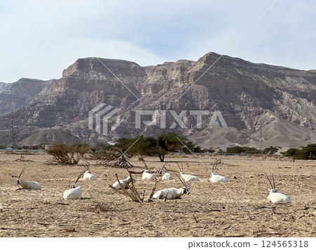 A herd of scimitar oryx (Oryx dammah) in the Yotvata Hai-Bar Nature Reserve 124565318